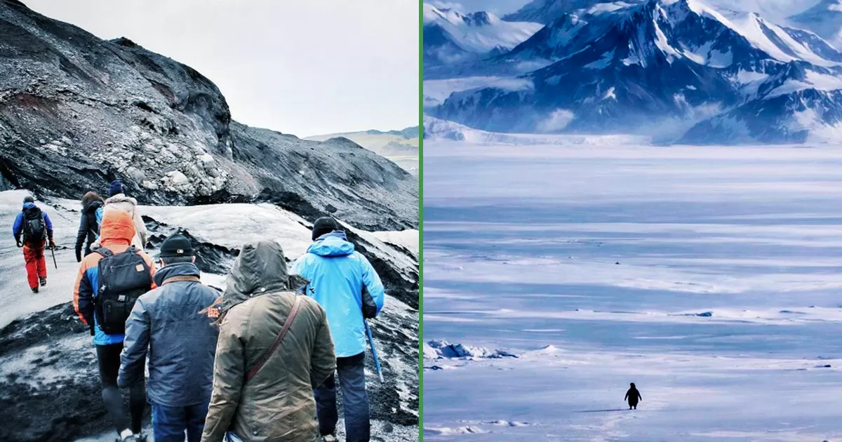 Prevén migración masiva a Groenlandia luego de admirar al pingüino nihilista