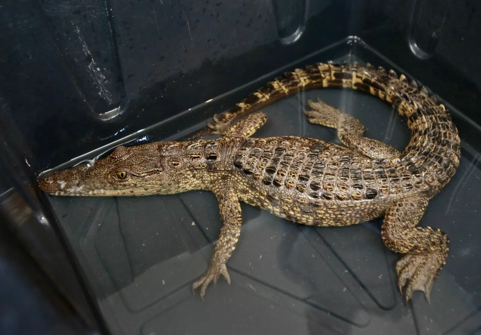 Capturan cocodrilo en la Presa Palo pálido; mantienen operativo para ubicar otro ejemplar
