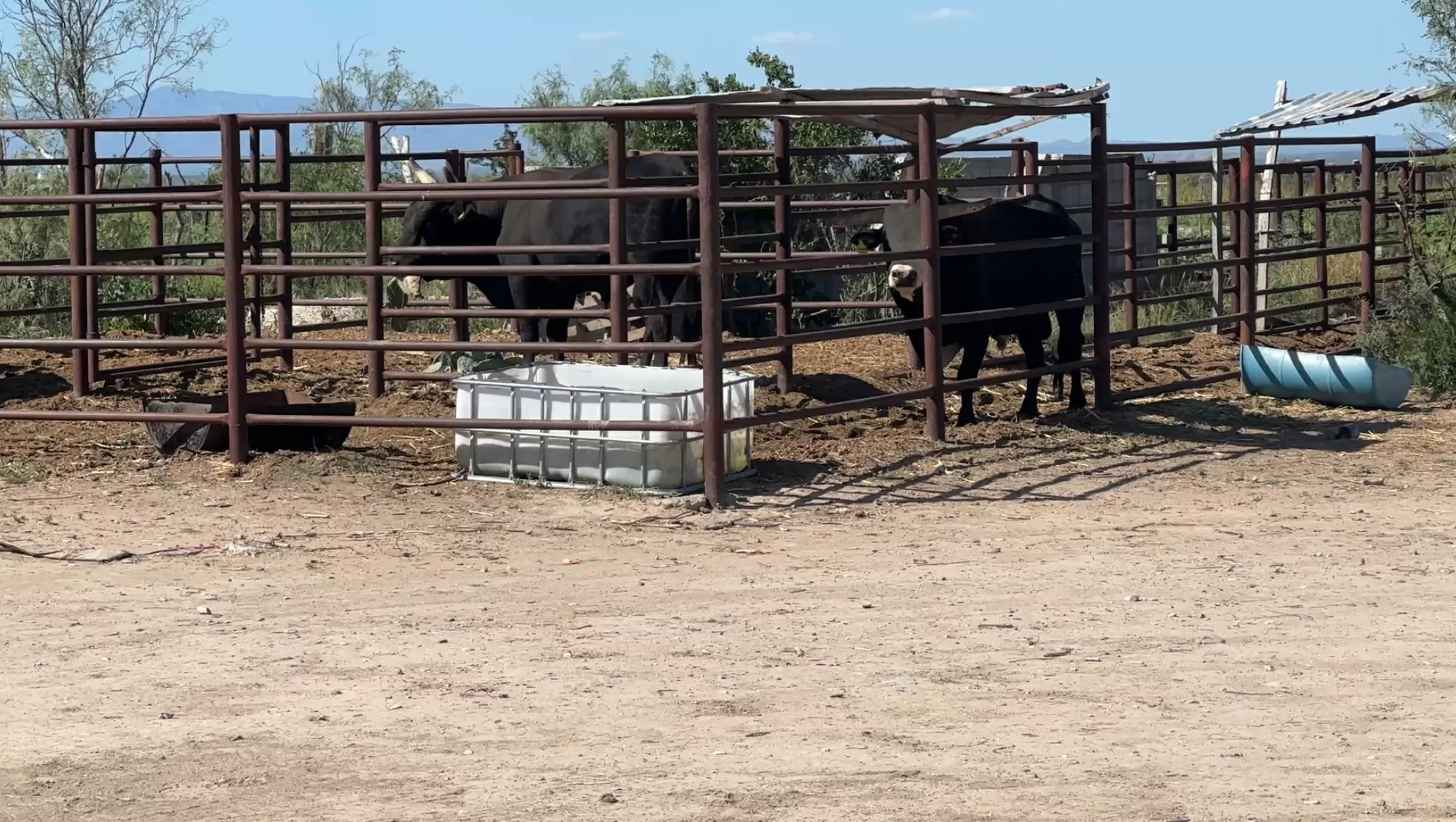 Preocupa a ganaderos de Coahuila avance de gusano barrenador