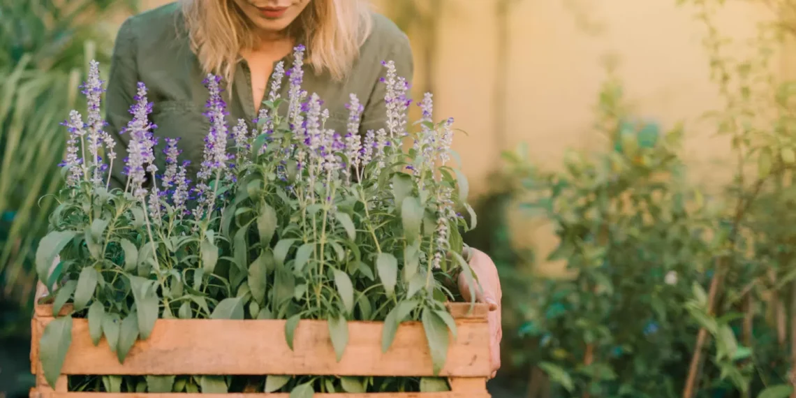 Las mejores plantas para mantener alejados a los mosquitos