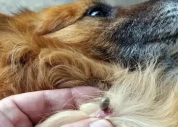 Suman cinco muertes por rickettsia en Coahuila