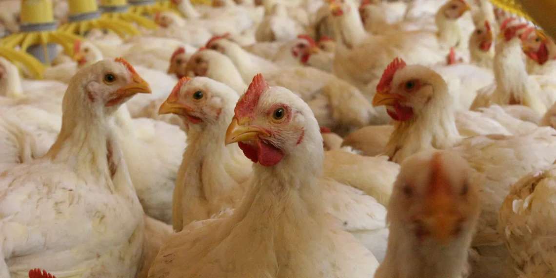 Exhortan a reforzar las estrategias para combatir la influenza aviar