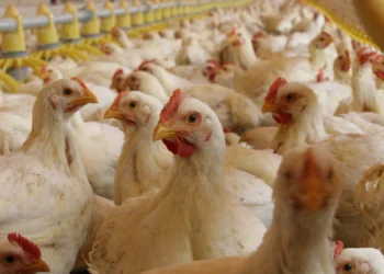 Exhortan a reforzar las estrategias para combatir la influenza aviar