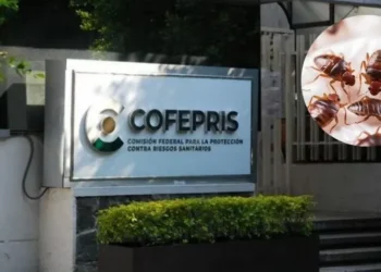 Denuncian plaga de chinches en Cofepris