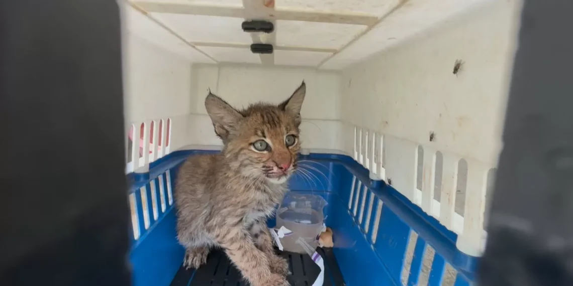 Capturan a gato montés en zona urbana de Monclova