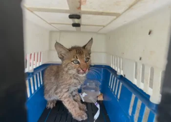 Capturan a gato montés en zona urbana de Monclova