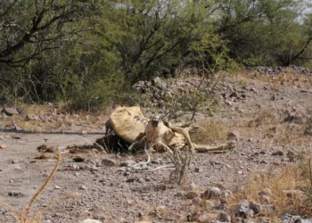 Lluvias alivian sequía pero no en Durango