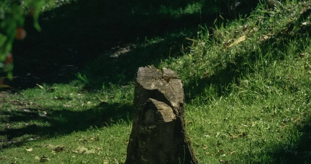 “Descubre el poder de la imaginación en tu vida”