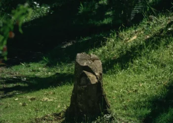 “Descubre el poder de la imaginación en tu vida”