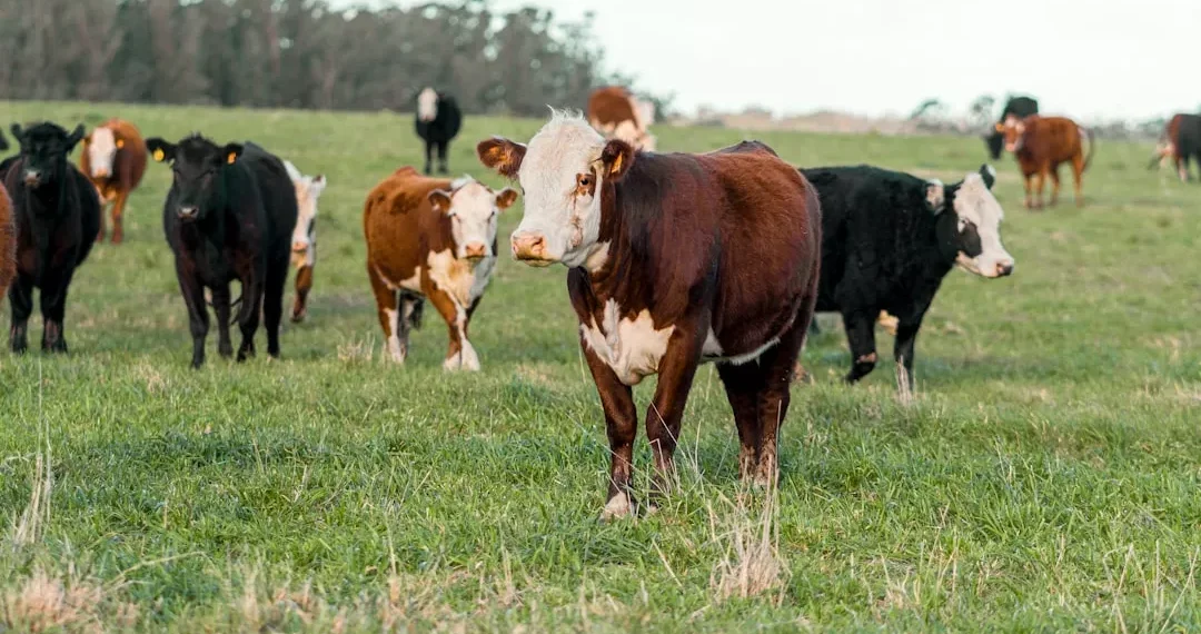 “La importancia de la economía en la sociedad actual”