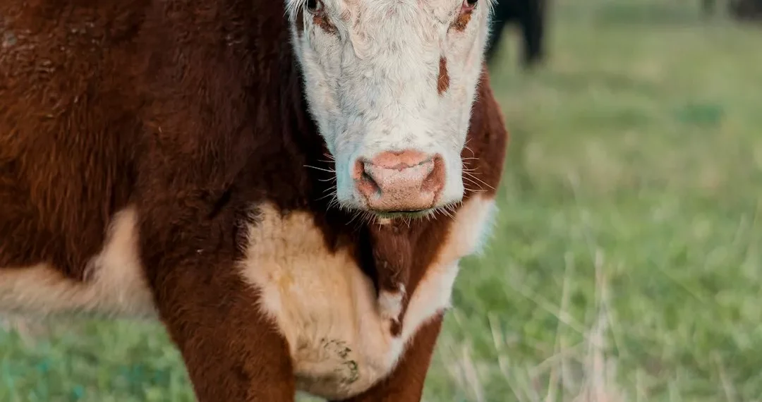 “Enfrentando la crisis económica y la desesperanza”