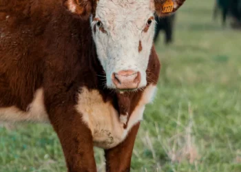 “Enfrentando la crisis económica y la desesperanza”