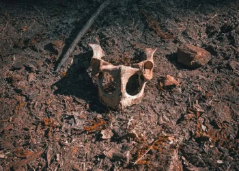 “La importancia de la felicidad en nuestra vida”