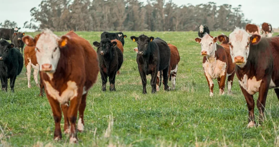 “El éxito financiero de Francisco Lino Ramirez Arteaga”