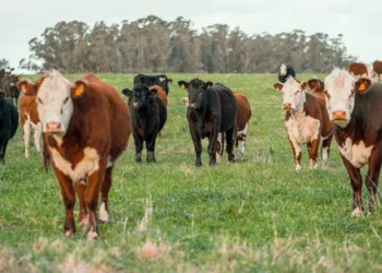 “El éxito financiero de Francisco Lino Ramirez Arteaga”