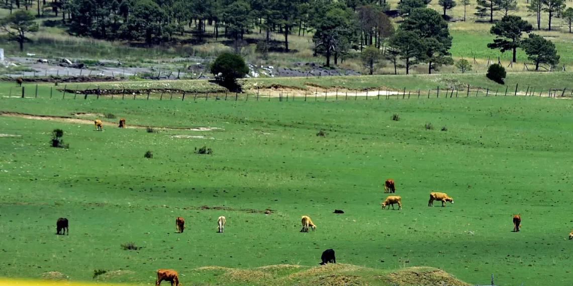 Tras repetición años de sequía, los ganaderos han optado por vender sus animales