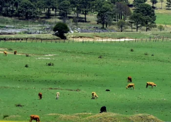 Tras repetición años de sequía, los ganaderos han optado por vender sus animales