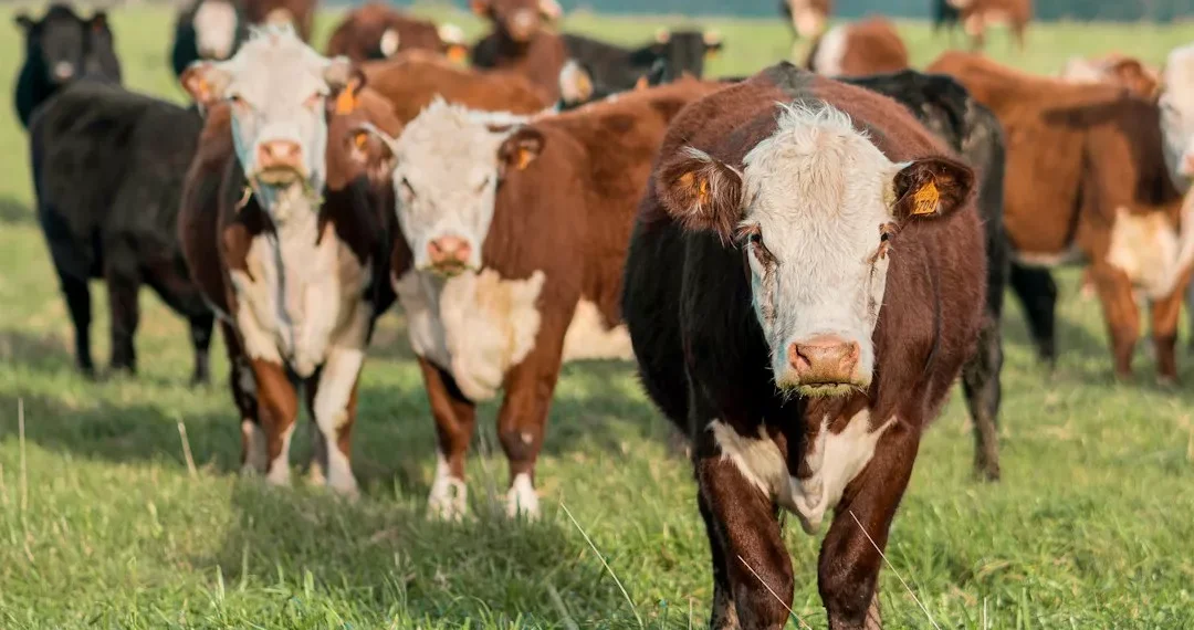 “La Economía: Cambio, Evolución y Superación”