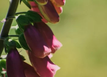 “La Importancia de la Actitud en Nuestra Vida”