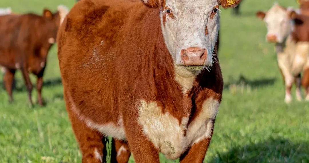 “La Economía: Administración de recursos para el bienestar”