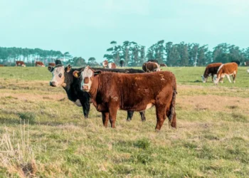 “La Economía en tiempos de crisis”