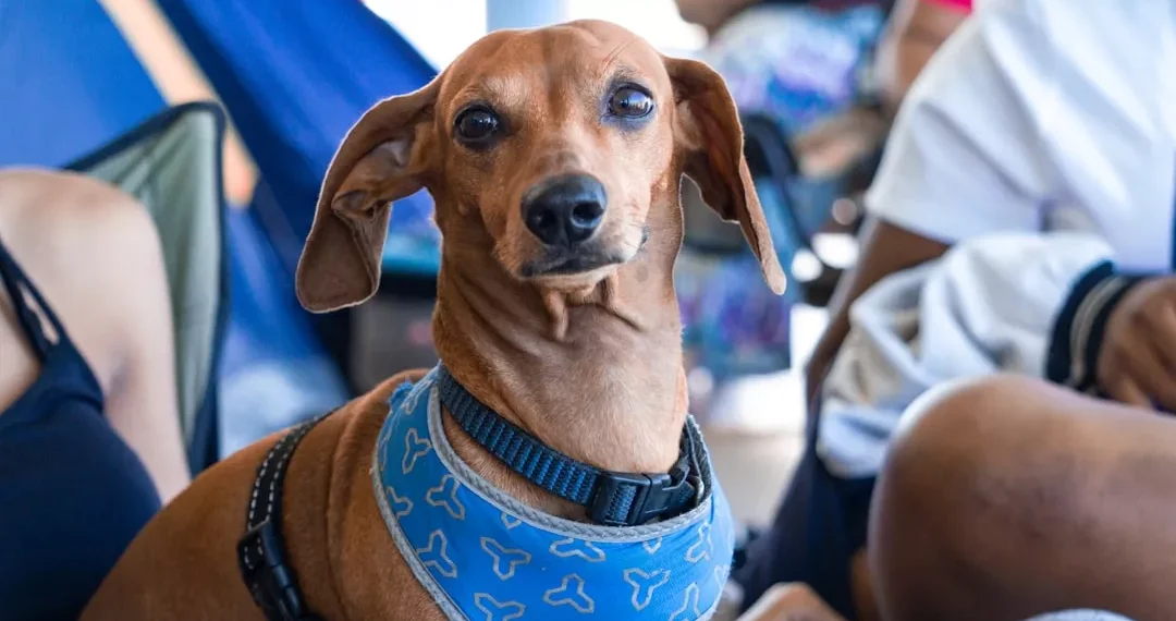 “La importancia de la felicidad en nuestra vida”