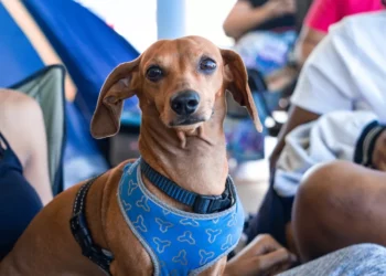 “La importancia de la felicidad en nuestra vida”