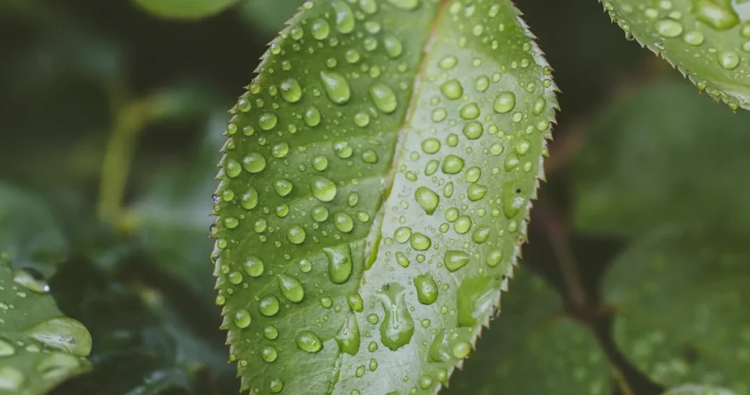 “La urgencia de cuidar nuestro medio ambiente”