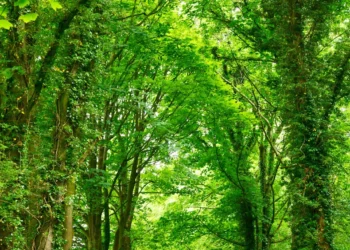 “La importancia de la preservación del medio ambiente”