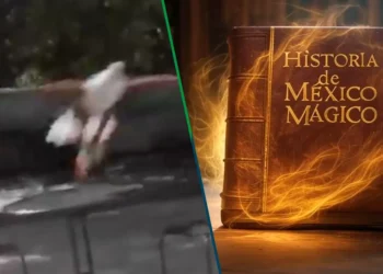 El compa que no puso nada: Captan a águila robándose espina chela en plena carnita asada