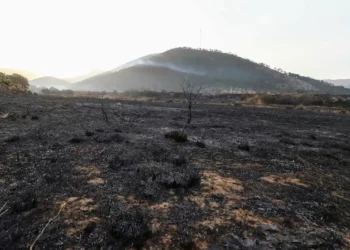 Liquidan incendio forestal en la sierra de Arteaga en Coahuila