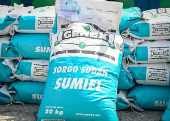 Entregan 12 toneladas de semilla de sorgo forrajero en Monclova