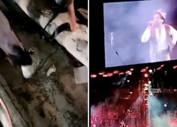 Y de las que vuelan: encuentran antro de cucarachas en concierto de Christian Nodal