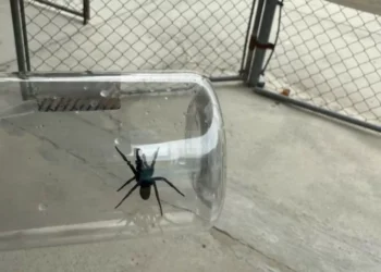 Encuentran alacranes y arañas violinistas en fumigación de escuelas en Piedras Negras