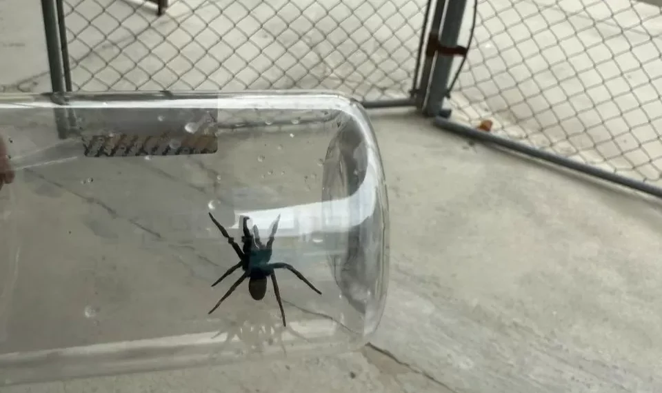 Encuentran alacranes y arañas violinistas en fumigación de escuelas en Piedras Negras