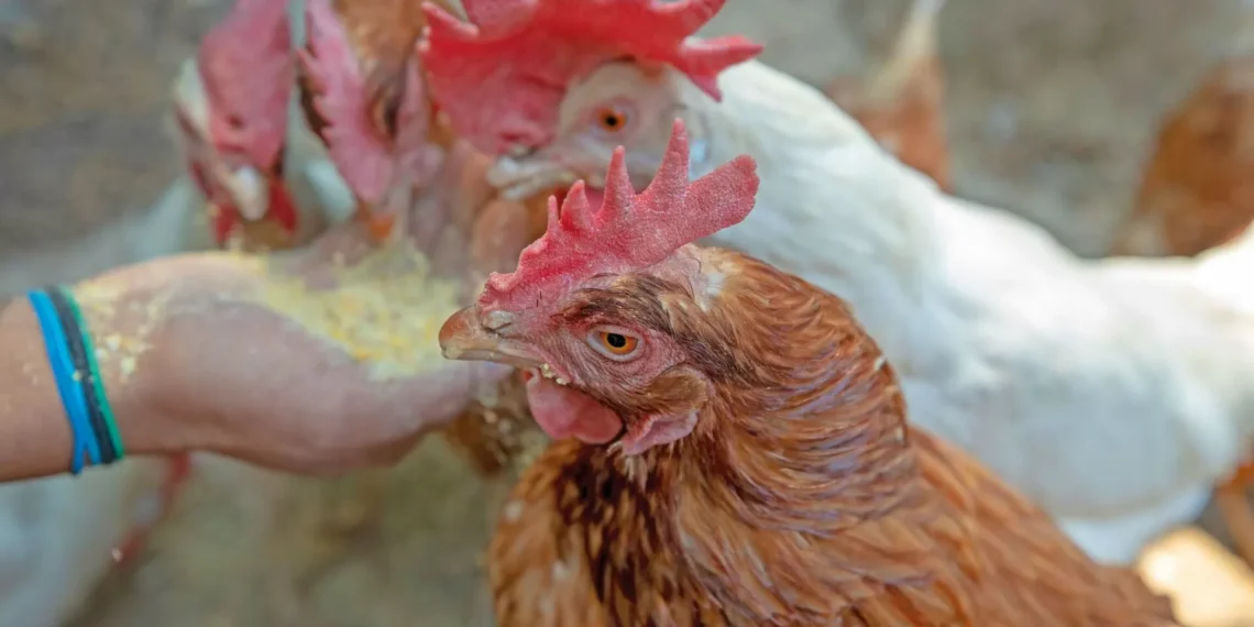 Sigue sin localizarse abolengo de contagio de gripe aviar en Durango, inspeccionan granjas avícolas