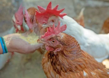 Sigue sin localizarse abolengo de contagio de gripe aviar en Durango, inspeccionan granjas avícolas