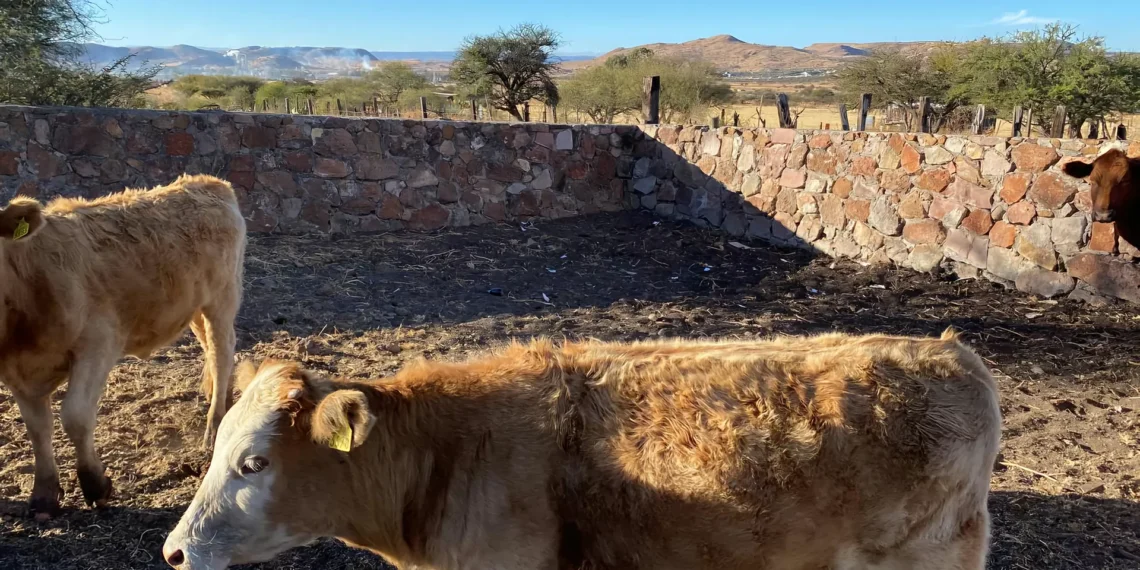 Aumentan casos de gusano barrenador en ganado, plaga afecta Chiapas y Campeche