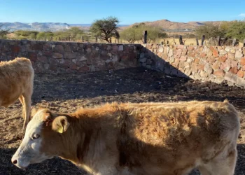 Aumentan casos de gusano barrenador en ganado, plaga afecta Chiapas y Campeche