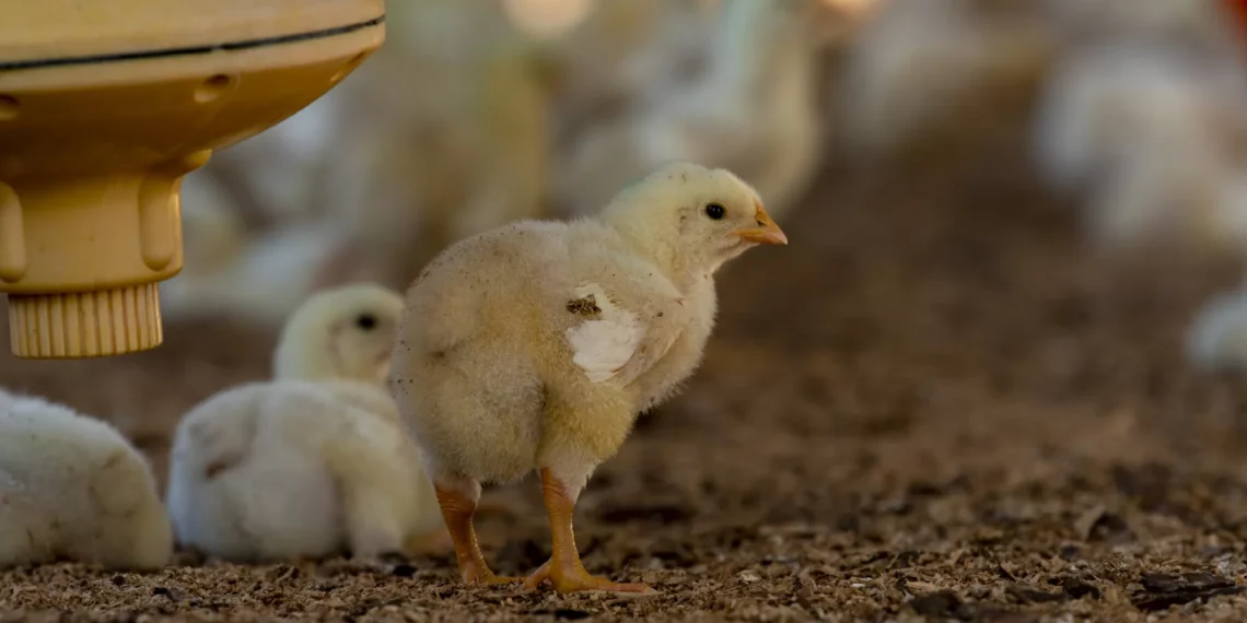 Granjeros adelantan desinfección y medidas de bioseguridad contra gripe aviar