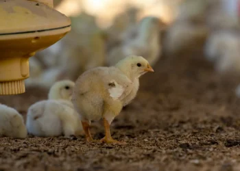 Granjeros adelantan desinfección y medidas de bioseguridad contra gripe aviar