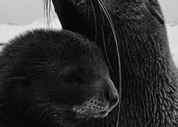 “Protegiendo nuestro hogar: la importancia del medio ambiente”