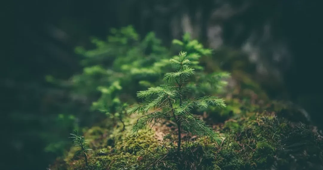 “La importancia de cuidar el medio ambiente”