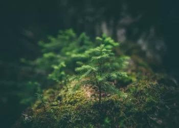 “La importancia de cuidar el medio ambiente”