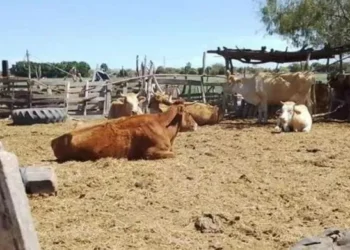 Ganaderos denuncian intentos de abigeato ante la FGE