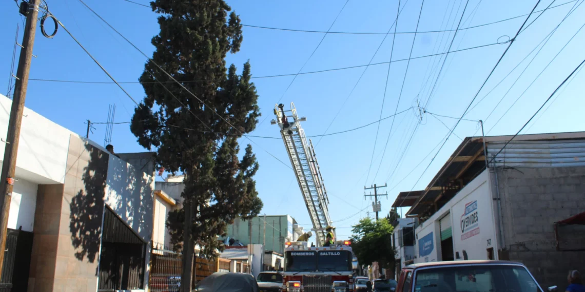Rescatan bomberos a gatita de lo alto de un árbol en Saltillo