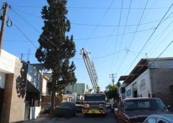 Rescatan bomberos a gatita de lo alto de un árbol en Saltillo