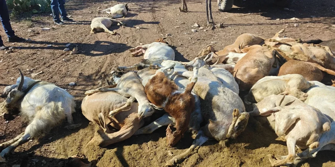 En inusual ataque oso mata más 60 cabras en Candela