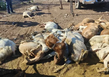 En inusual ataque oso mata más 60 cabras en Candela
