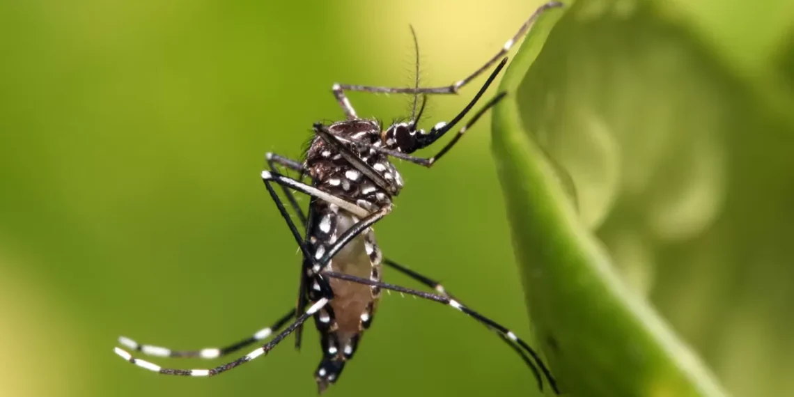 Solicitan prevención del dengue en comunidades rurales desde el Congreso del clase